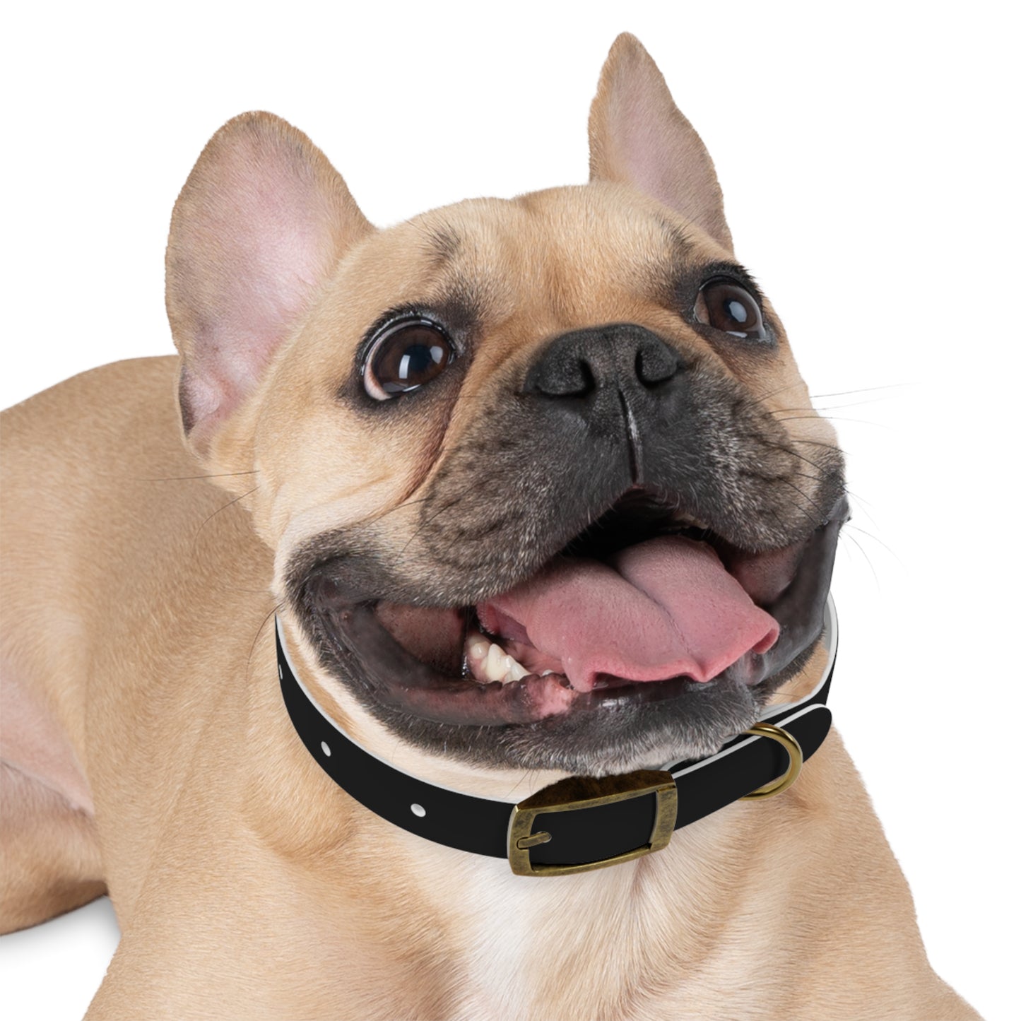 "Elegant Rogue" Dog Collar