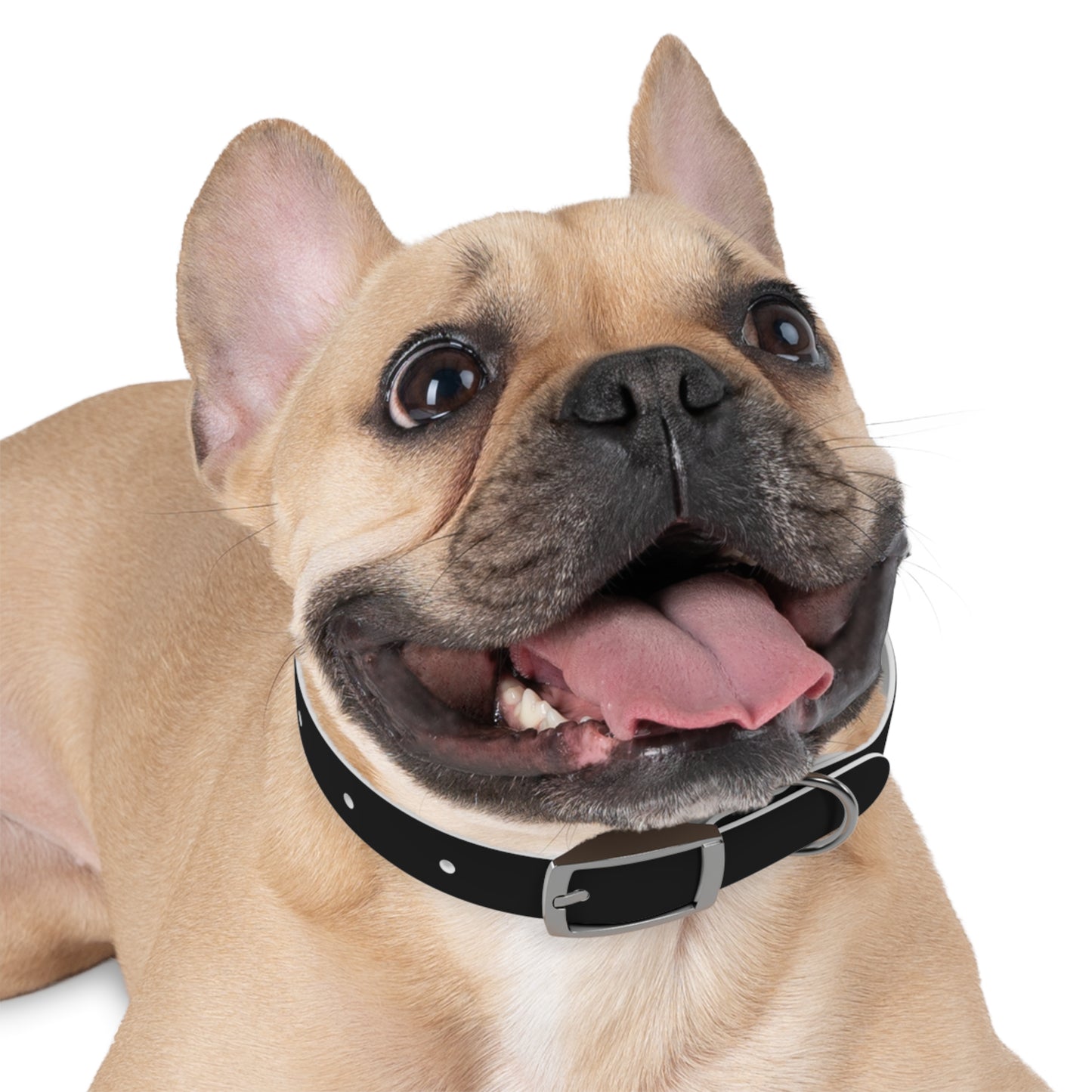 "Elegant Rogue" Dog Collar