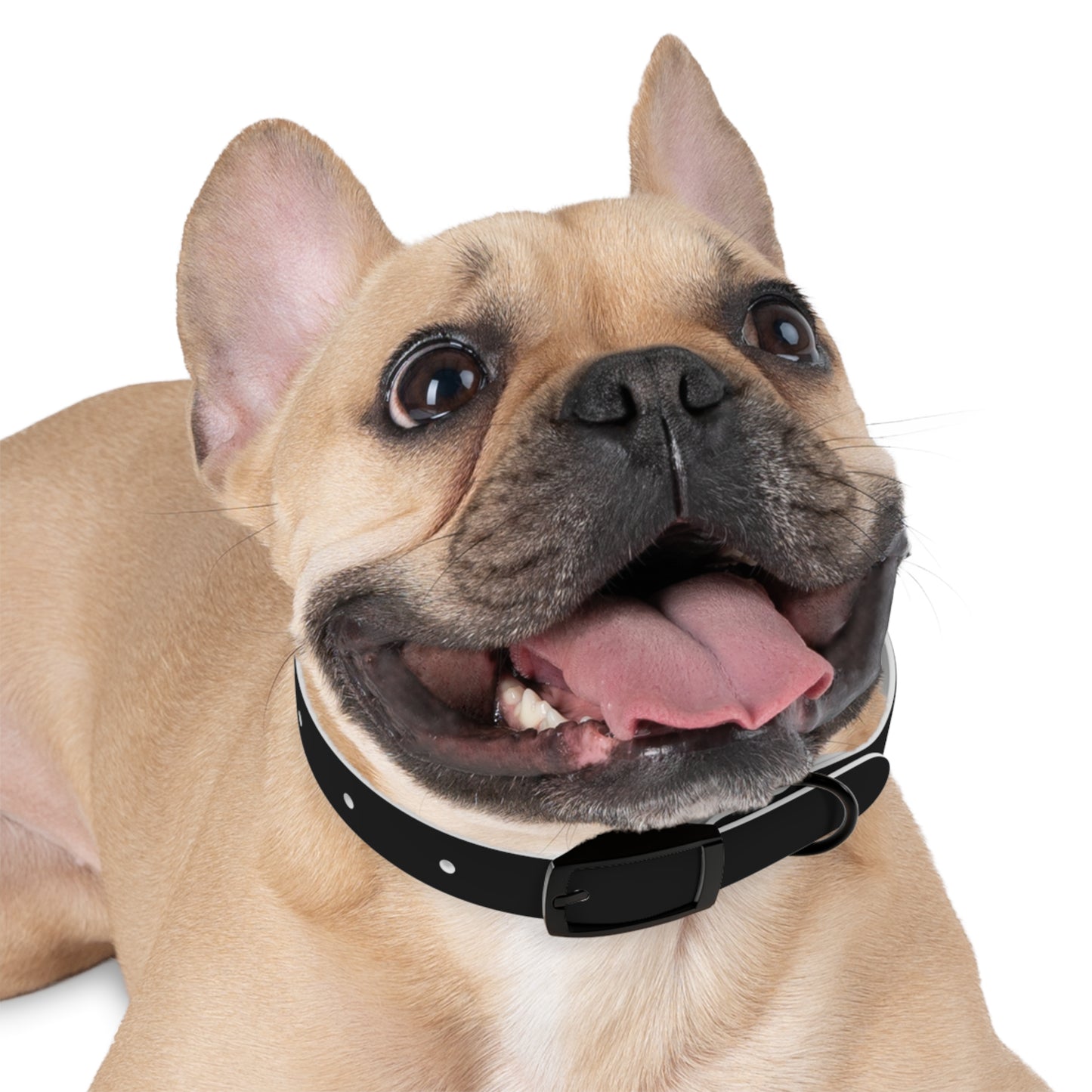 "Elegant Rogue" Dog Collar